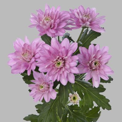 Хризантема  Baltika розовая