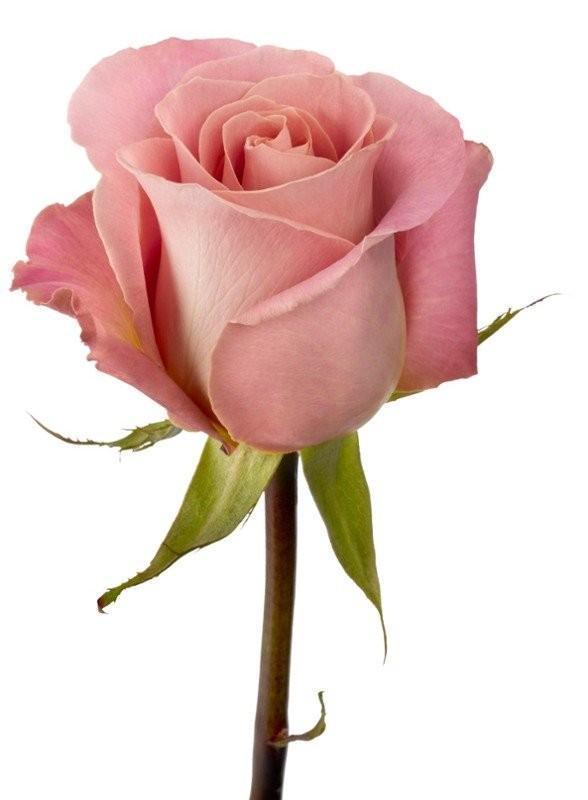 Роза Хемоза 60 см
