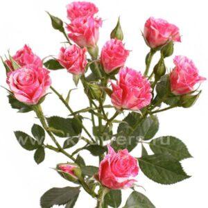 Роза Кустовая