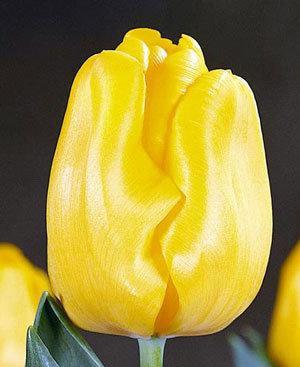 Тюльпан жёлтый
