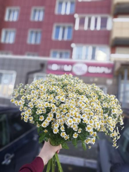 Какое лето без ромашек?
Они как песня для души...
И о любви секрет расскажут,
И как невесты..