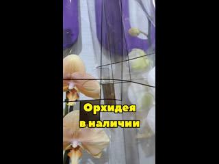 Орхидея в наличии на Ханты-Мансийской 36
Для быстрого заказа лучше сразу звоните. Администратор с..
